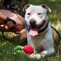 Ares, pies do adopcji