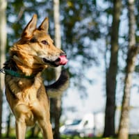 Vinnie, pies do adopcji