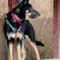 Kozak, pies do adopcji