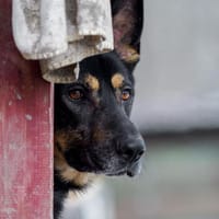 Kozak, pies do adopcji