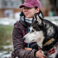 Rashi , pies do adopcji