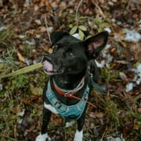 Grafit, pies do adopcji