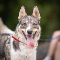 Ash, pies do adopcji