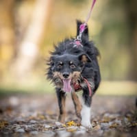 Skrzat, pies do adopcji