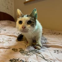 Milka, kotka do adopcji