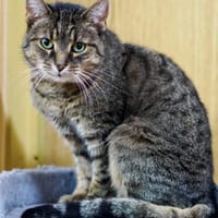 Rysia, kotka do adopcji