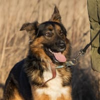 Moody, pies do adopcji