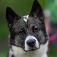 Hades, pies do adopcji