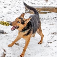 Fabio, pies do adopcji