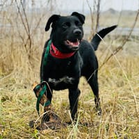 Homer, pies do adopcji