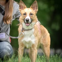 Lulu, suczka do adopcji