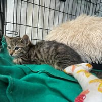 Lamparcia, kotka do adopcji