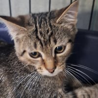 Atos, kot do adopcji