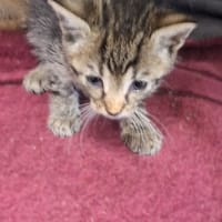 Puszek, kot do adopcji