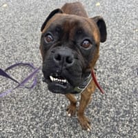 Magnus, pies do adopcji