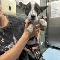 Negri, suczka do adopcji