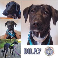 DILAY * sanfte Hündin mit großem Herzen, Hund zur Adoption