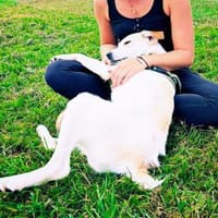 Kleiner Hundejunge sucht..., Hund zur Adoption