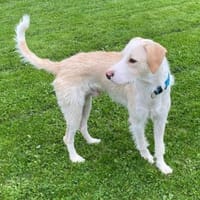 Pippo sucht sein Für-Immer-Körbchen, Hund zur Adoption