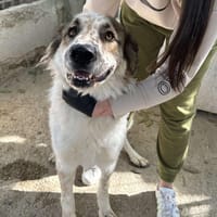 Gute-Laune-Hund 🐾❤ PIPPIN, Hund zur Adoption