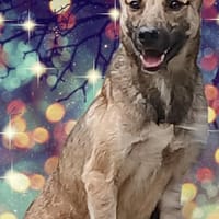 Wartend auf ein Wunder!, Hund zur Adoption