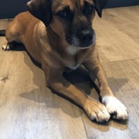 Raya ❤Pflegefamilie 27252 Schwaförden, Hündin zur Adoption