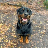 Rocky - souverän&selbstsicher, Hund zur Adoption