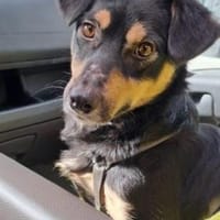 Kleine liebe Keeley sucht ihr Zuhause, Hündin zur Adoption