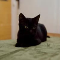 Katzenkind SALEM sucht sein Zuhause!, Kater zur Adoption