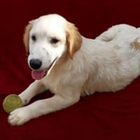 Zazou, so goldig 🥰, Hündin zur Adoption