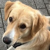 Cristoforo wünscht sich neues Zuhause, Hund zur Adoption