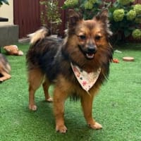 Lilo - Spitzmix sucht Zuhause, Hündin zur Adoption