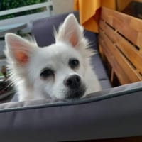 Leila - Spitzdame sucht ihre Menschen, Hündin zur Adoption