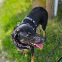 Pepe sucht ein liebes Zuhause, Hund zur Adoption
