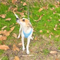 Michelle eine bezaubernde Hündin, Hündin zur Adoption