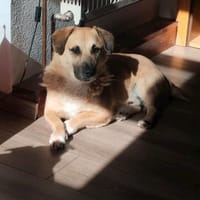 Strolch sucht sein Zuhause, Hund zur Adoption