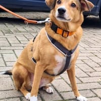 YUMA - eine treue Begleiterin sucht ihr, Hündin zur Adoption