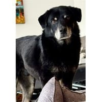 Theodor  wartet in 49143 Bissendorf, Hund zur Adoption