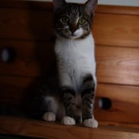 Katzenkind SUKI sucht ihr Zuhause!, Katze zur Adoption