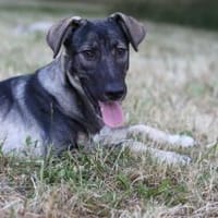 Junghund MORITZ sucht seine Menschen!, Hund zur Adoption