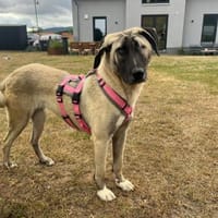 Lebensfrohe Lia, Hündin zur Adoption