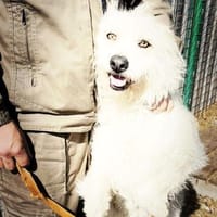 Wartend auf ein Wunder!, Hündin zur Adoption