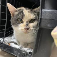 hübsche schüchterne Trixi im Rheingau, Katze zur Adoption