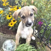 Malcho ein besonders liebes Kerlchen, Hund zur Adoption