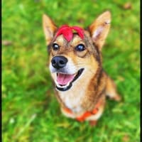 Verkörperung von bedingunslosen Liebe, Hündin zur Adoption