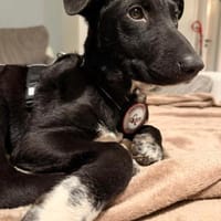 🌸Violetta sucht ihr Familie🌸, Hündin zur Adoption