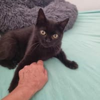💕Samanta wartet auf ihr Glück 💕, Katze zur Adoption