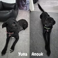 Yuna🌼und Anouk🌸 suchen ein Zuhause, Hündin zur Adoption
