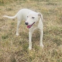 Daniel ein toller Familienhund, Hund zur Adoption