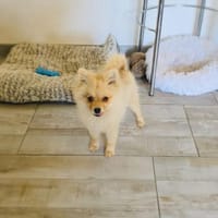Balou ein toller kleiner Spitz, Hund zur Adoption
